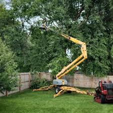 How Our Tree Care Process Works  in  Shelby, MS